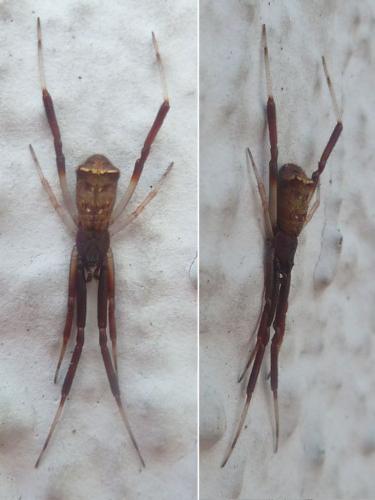 Episinus truncatus